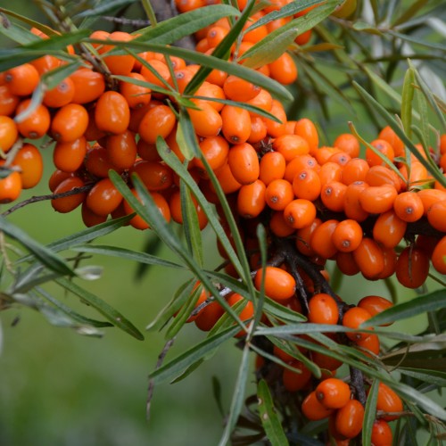 Hippophae rhamnoides 'Leikora' - Harilik astelpaju 'Leikora'